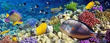 Grand Aquarium